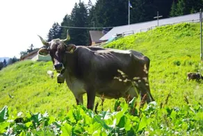 Berggasthaus Sücka - Image 3