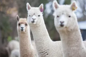 Glenhope Alpacas Bed and Breakfast - Image 3