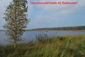 De Riekhoff - Image 2