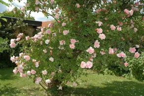 Rose House Hillerød Bed and Breakfast - Image 2