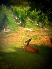 D'Angelo Winery Guest House - Image 5