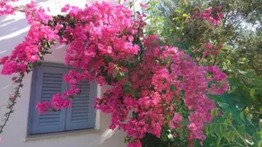 Yiannis Studios - Image 2