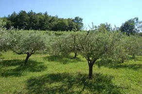 OlivaHouse - Image 5