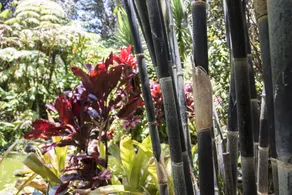 Kilauea Hospitality Group - Image 2