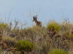 Cerro Del Pozo - Image 4