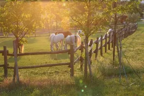 Serene Holiday and Wine Farm - Image 5