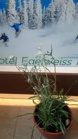 Vila Edelweiss - Image 1