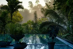 Tea Heights - Image 4
