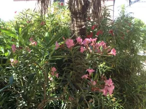 Holiday Home Rencic - Image 2