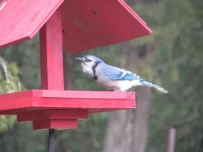 Avian Woods Bed and Breakfast - Image 2