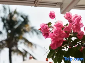 拾梅民宿May Inn - Image 3