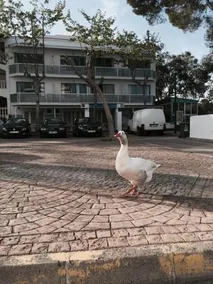Canyamar Beach Hotel - Image 5