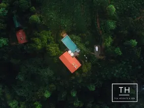 Tea Heights - Image 2