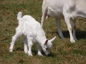 Słoneczna Zagroda - Sunny Ridge Farm - Image 4