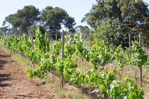 Ses Rotes Velles - Image 5