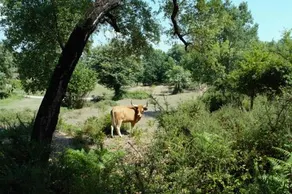 Quinta Castanheira - Image 2