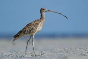 Broome Bird Observatory - Image 5