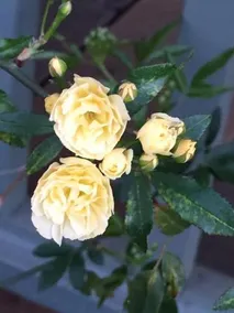 The Hotel Temecula - Image 5