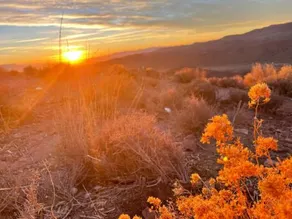 Sage Desert Dreams - Image 3