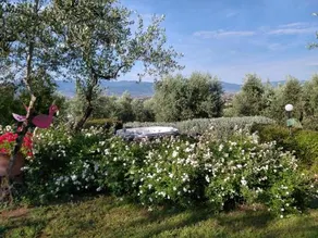 Olivia Bed & Breakfast - Image 4