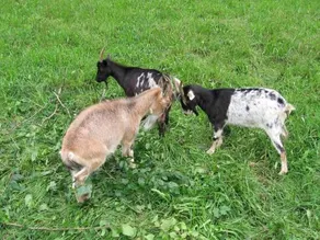 Bäckerferdl - Image 5
