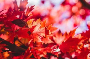 The Maples Bilpin - Image 4