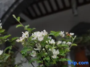 Anren Town Zhiren Bieyuan Residence - Image 2