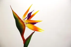 Dafne - Image 4