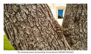 Tenuta Kyrios - Image 2