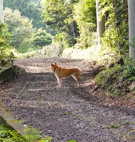 Pension Ippekiko - Image 3