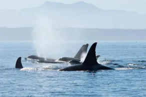 Orca View Cottage - Image 3