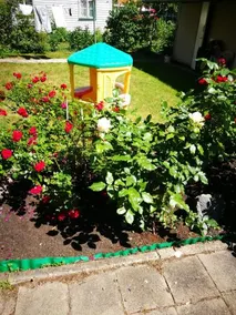 Pas Emilija - Image 5