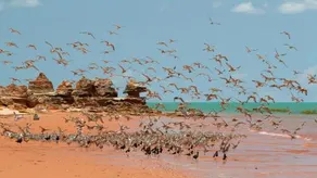 Broome Bird Observatory - Image 3