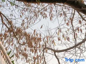 Hana Hotel - Image 5