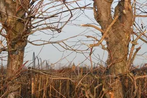 De Betuwe - Image 5