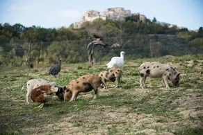 La Fattoria Delle Coccinelle - Image 2