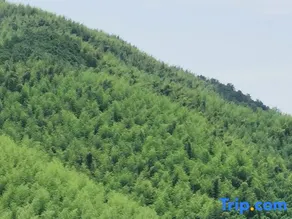 Moganshan Boinn - Image 5