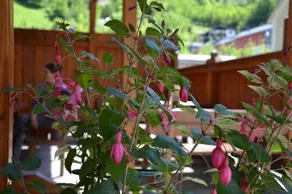 Roitner In Ebensee - Image 5