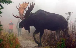 Le Ti Moose - Image 2