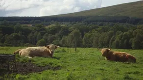 The Glen - Image 2