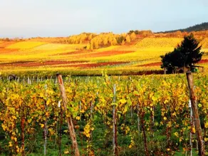 Ferienweingut Rainer Beitzel - Image 3