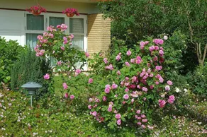 Rose House Hillerød Bed and Breakfast - Image 3