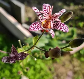 Ca Renata - Image 1