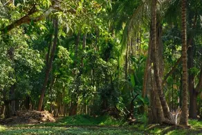 Konkan Serene - Image 2