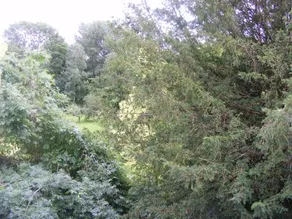 Les Lilas des Deux Ponts - Image 4