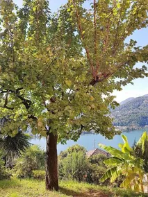 Collinetta Arasio in Montagnola - Image 3