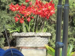 Finca la Mota - Image 5