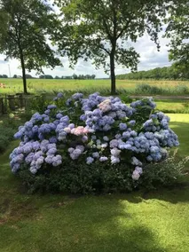 Aan De Leijen - Image 3
