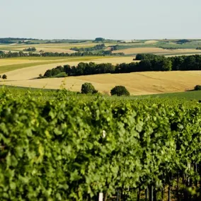 die Weinlodge - Image 5