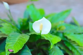 Jade Munnar - Image 4